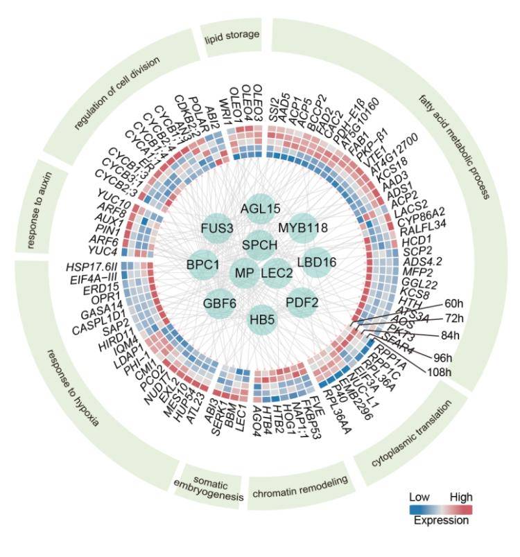 科研新突破！我国科学家破解植物细胞全能性世纪难题
