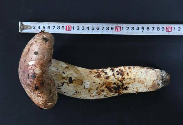 640克、长31厘米，丽江又现“松茸王”一朵卖了1600元