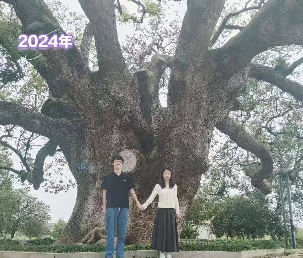 岳阳情侣连续9年在家乡千年古樟树下合影,今年国庆终修正果:希望爱情像古树一样长久